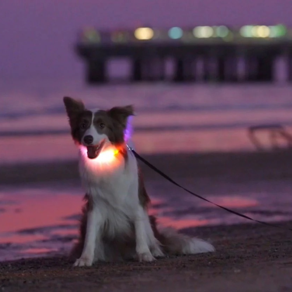 Andrew F20plus LED Collar – Size L (65cm)