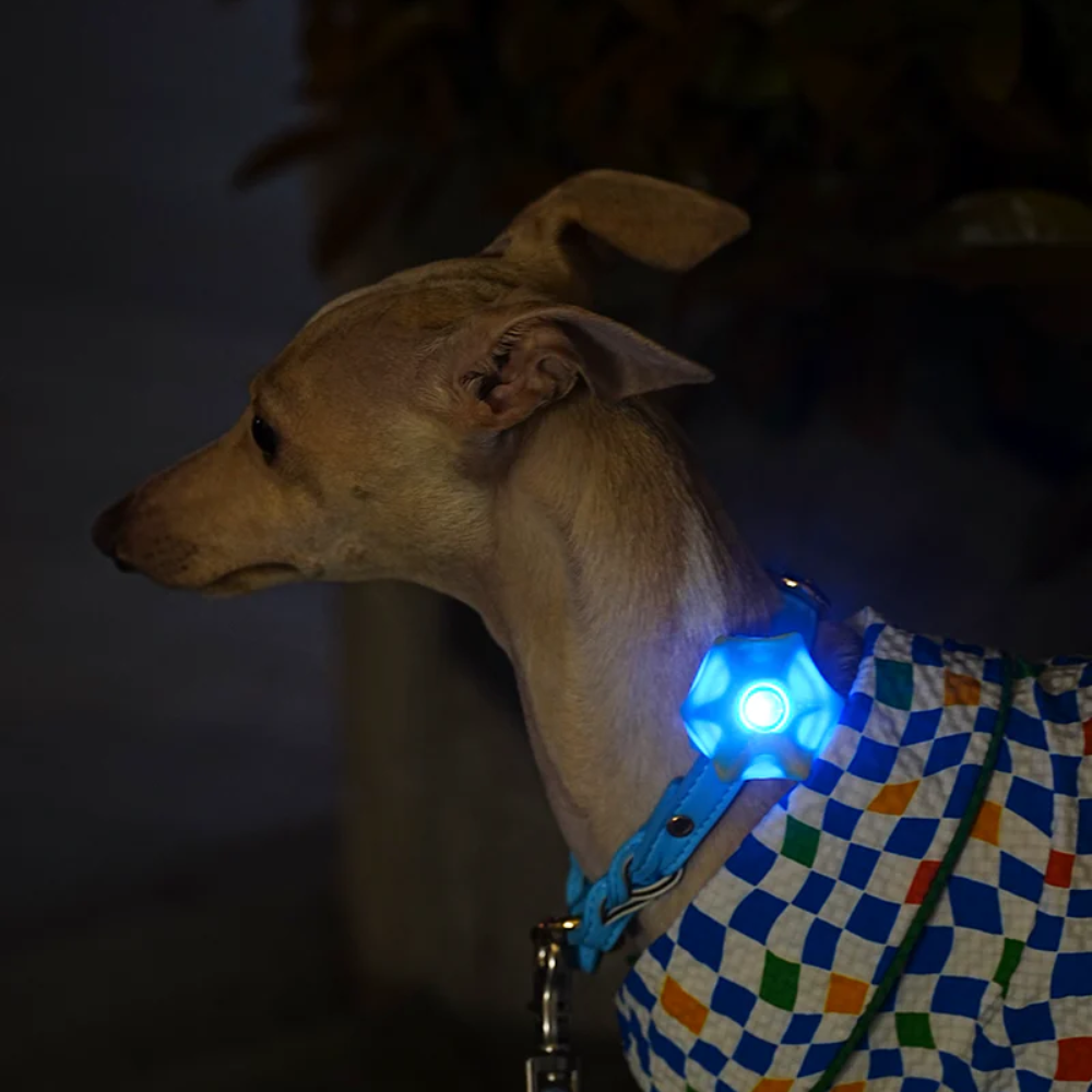 Barkcation Blinker - Blue