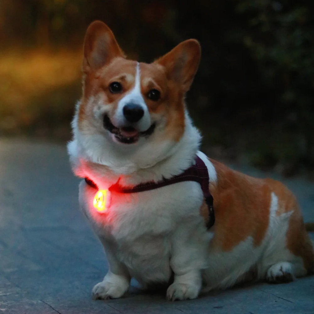 Glow Pup Blinker - Pink