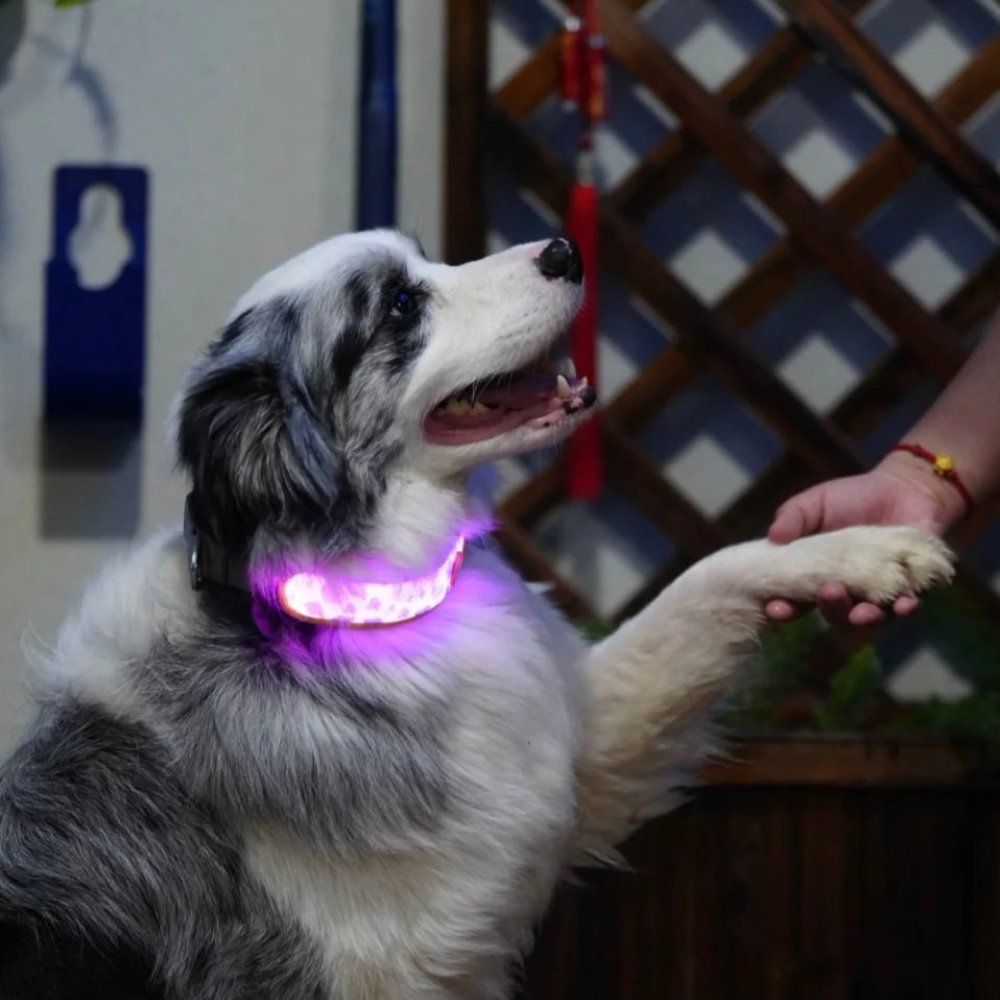 Glow Pup LED Light Band - Grape