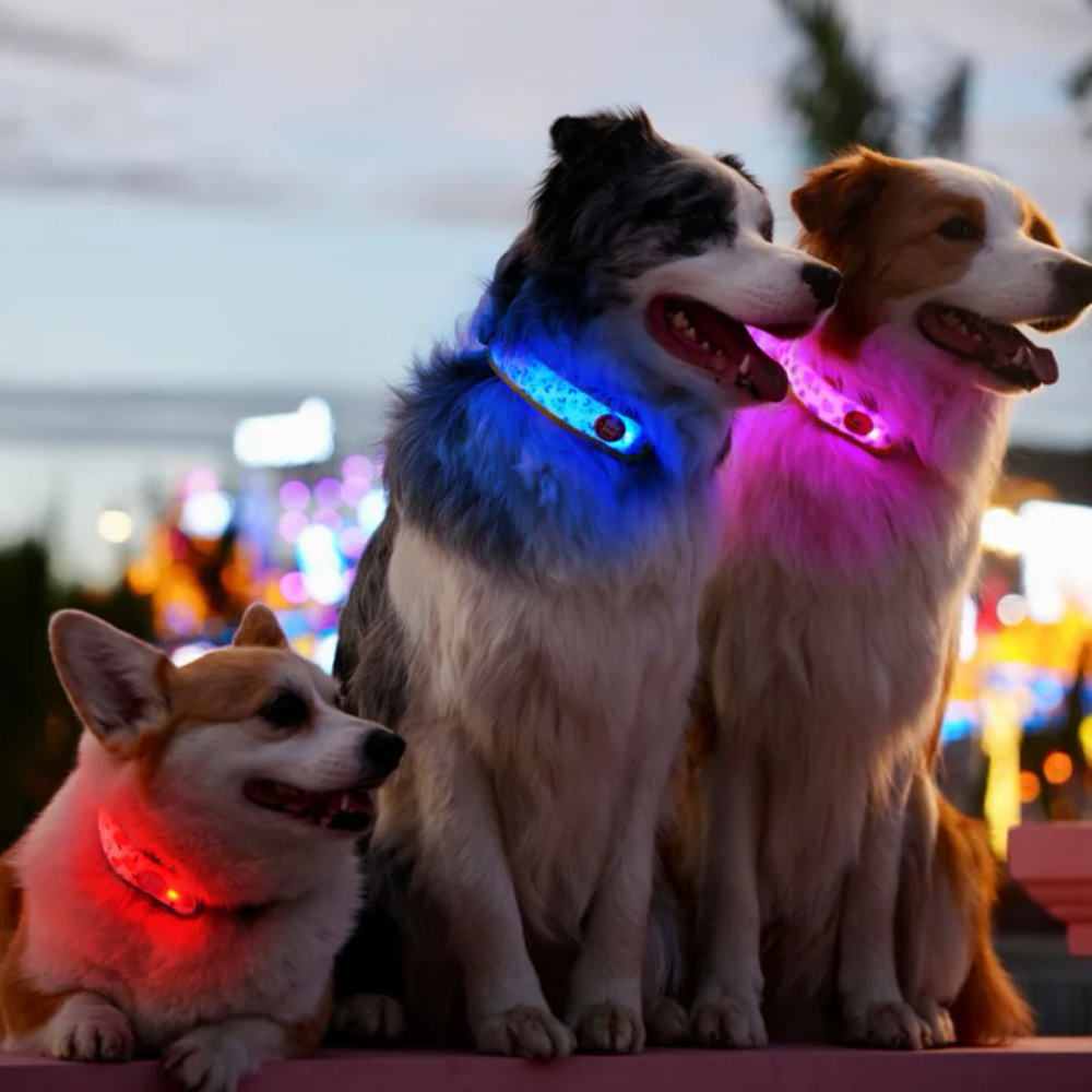 Glow Pup LED Light Band - Grape