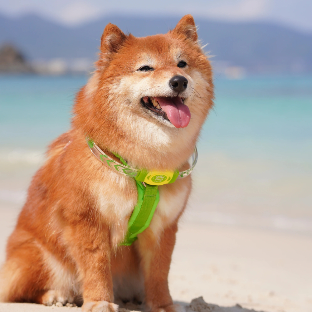 Glow Pup Rechargeable LED Collar - Green