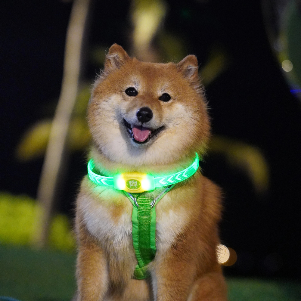 Glow Pup Rechargeable LED Collar - Green