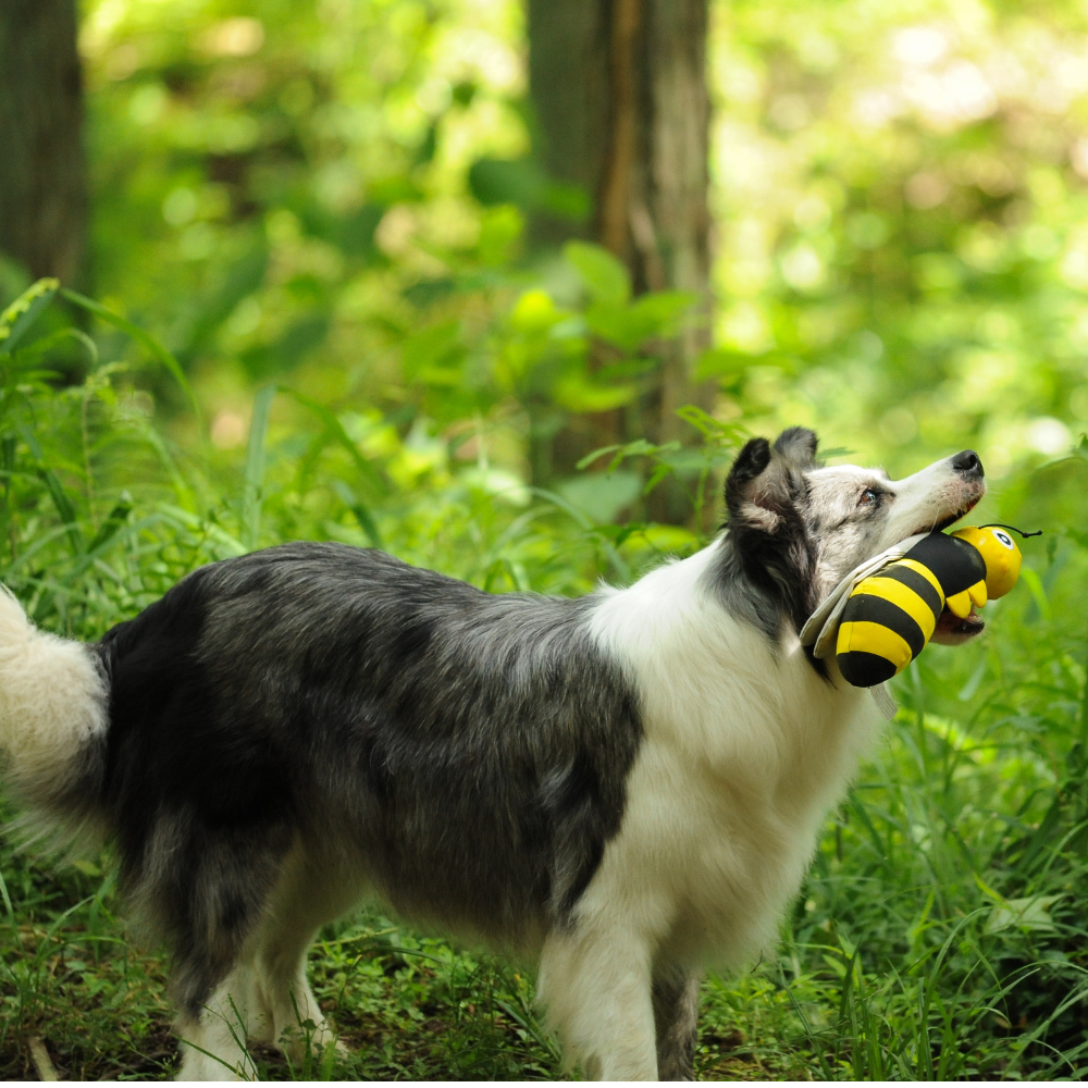 Bee