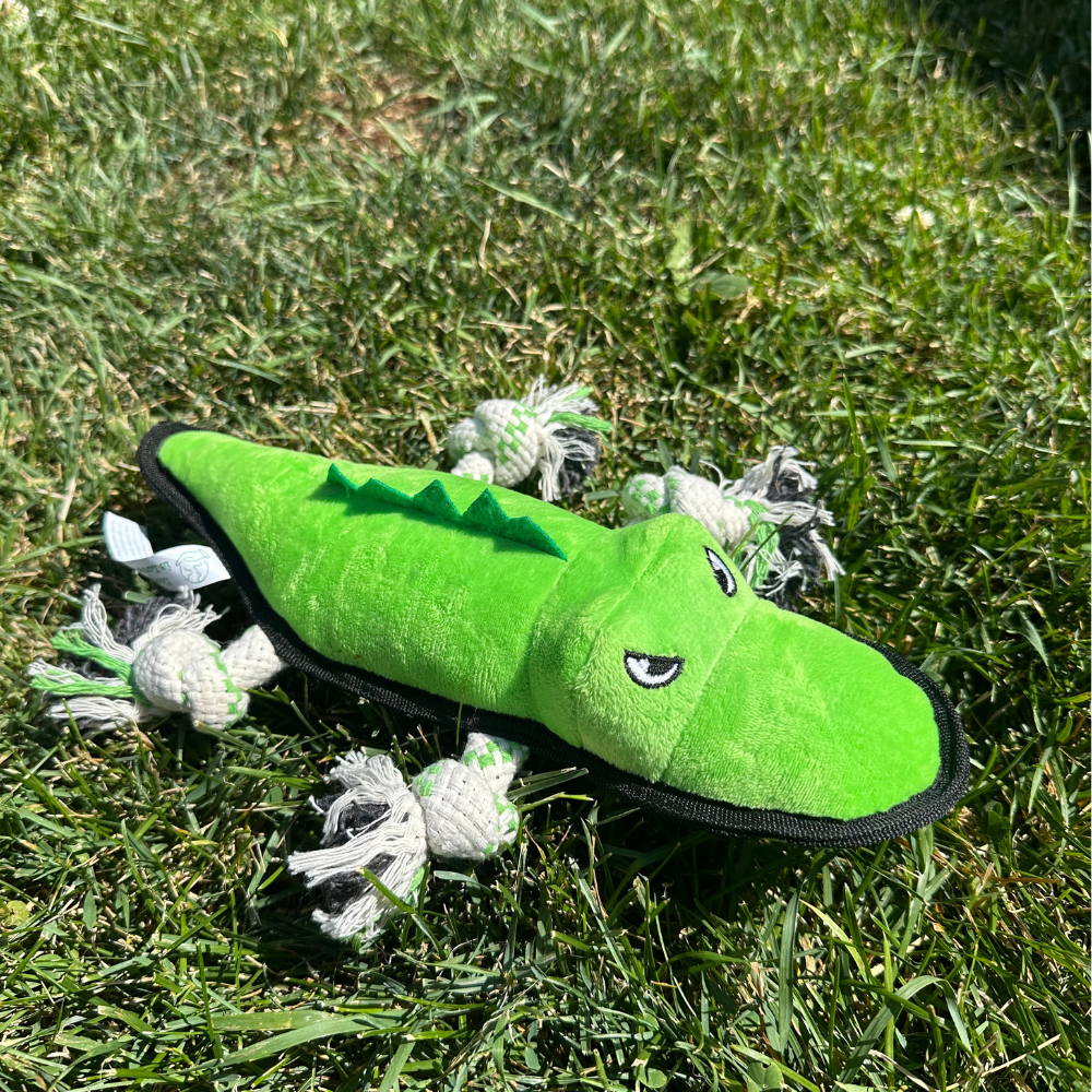 Alligator - M