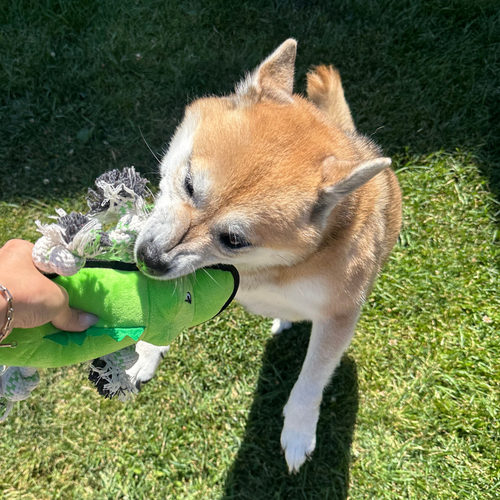 Alligator - M