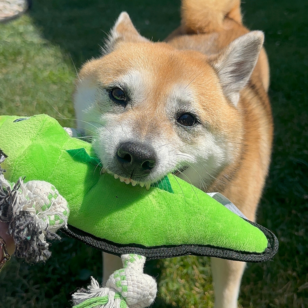 Alligator - M