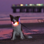Andrew F20plus LED Collar – Size L (65cm)