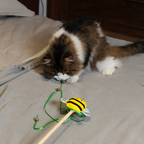 RPET Catnip Wand - Bee
