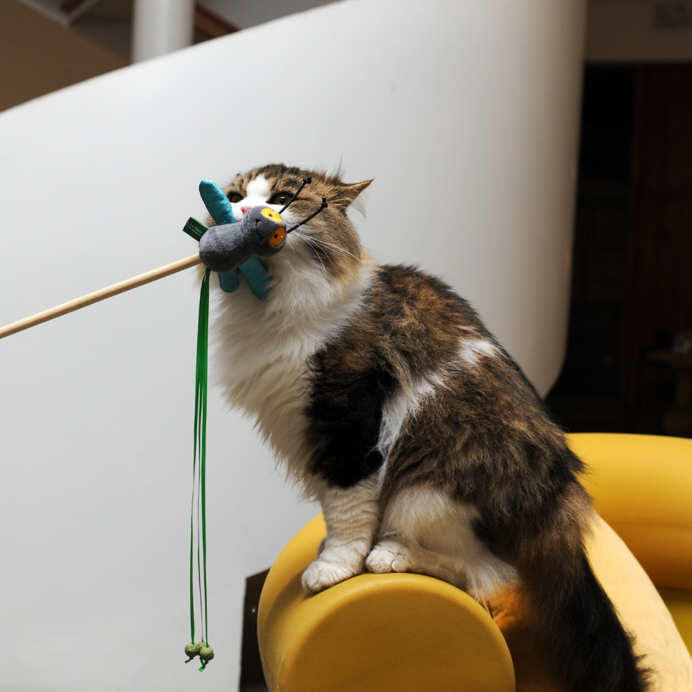 Catnip Wand - Fly