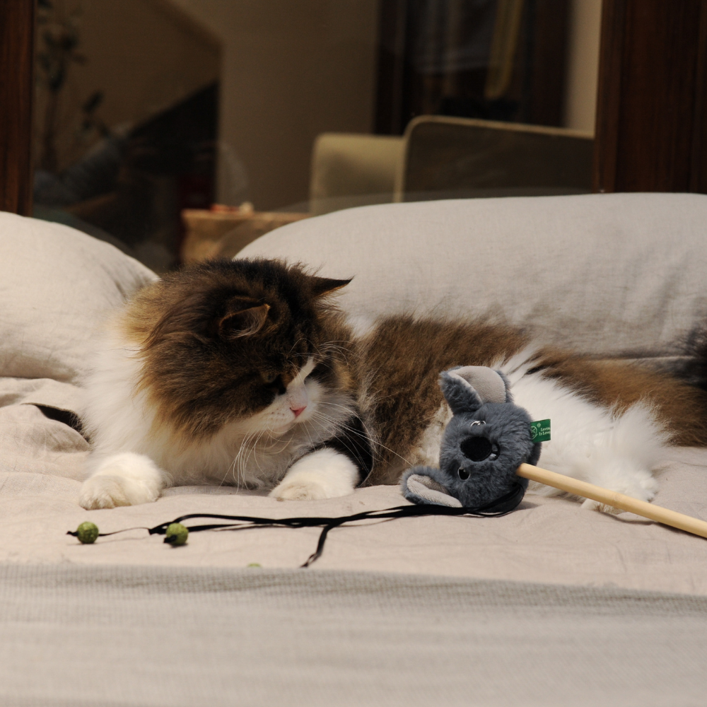 Catnip Wand - Koala