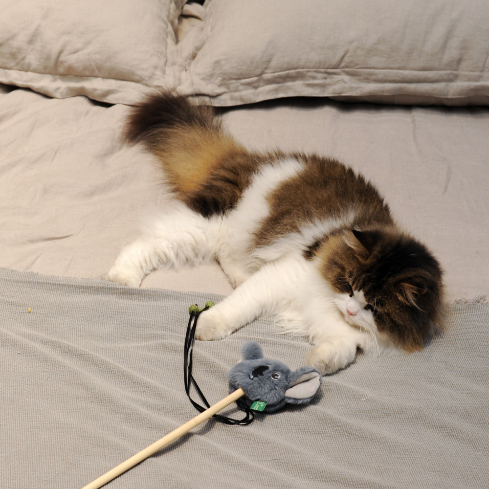 Catnip Wand - Koala