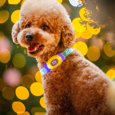 Glow Pup Rechargeable LED Collar - Purple