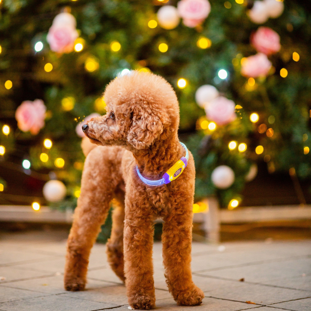 Glow Pup Rechargeable LED Collar - Purple