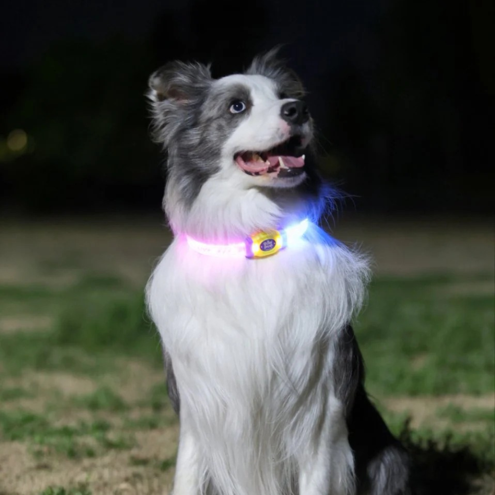 Glow Pup Rechargeable LED Collar - Purple