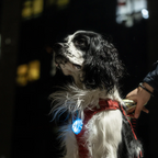 Glow Pup Blinker - Blue