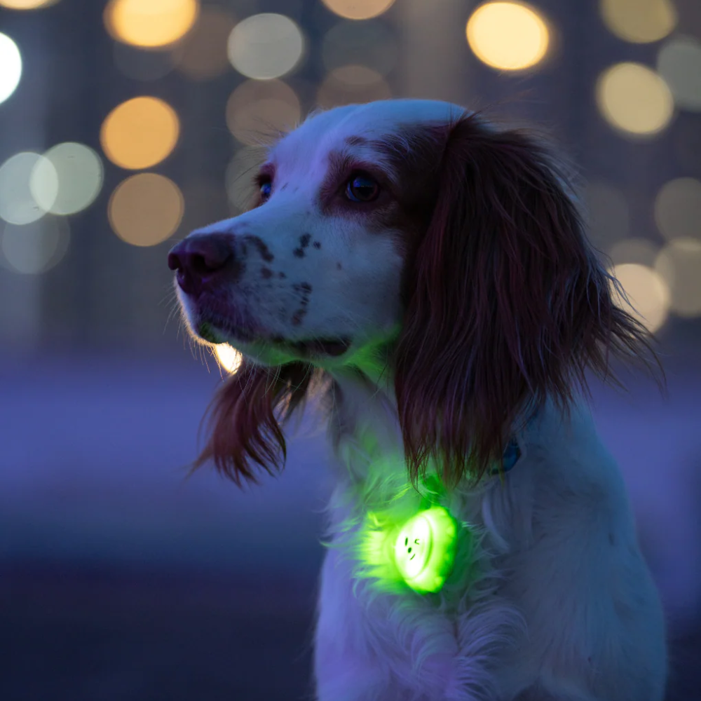 Glow Pup Blinker - Green