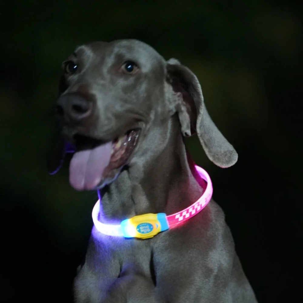Glow Pup Rechargeable LED Collar - Blue