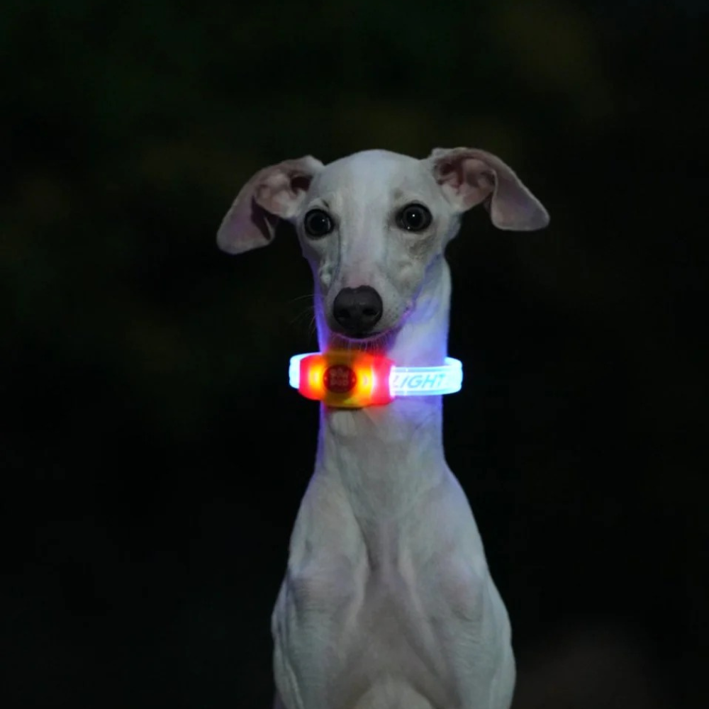 Glow Pup Rechargeable LED Collar - Pink