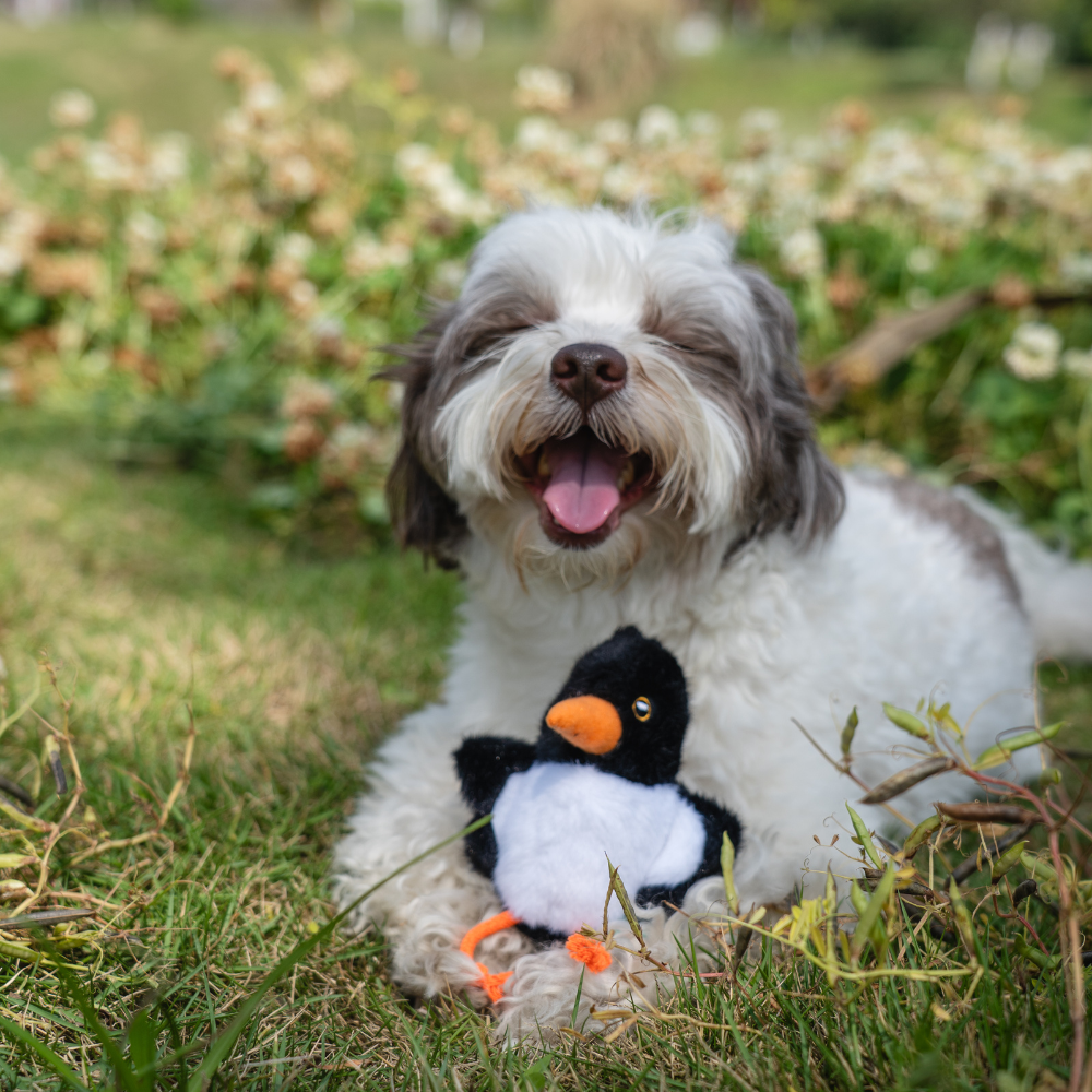 Hematopus Ostralegus - XS