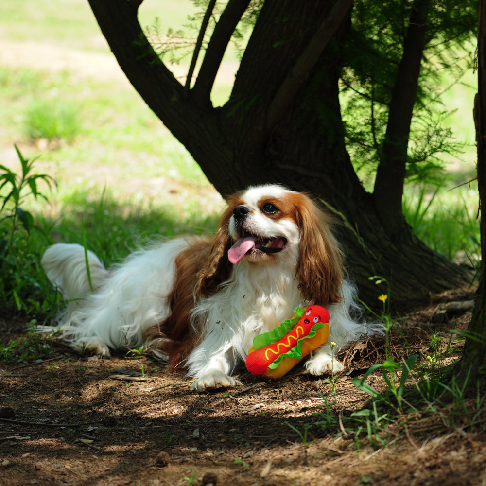 Hotdog