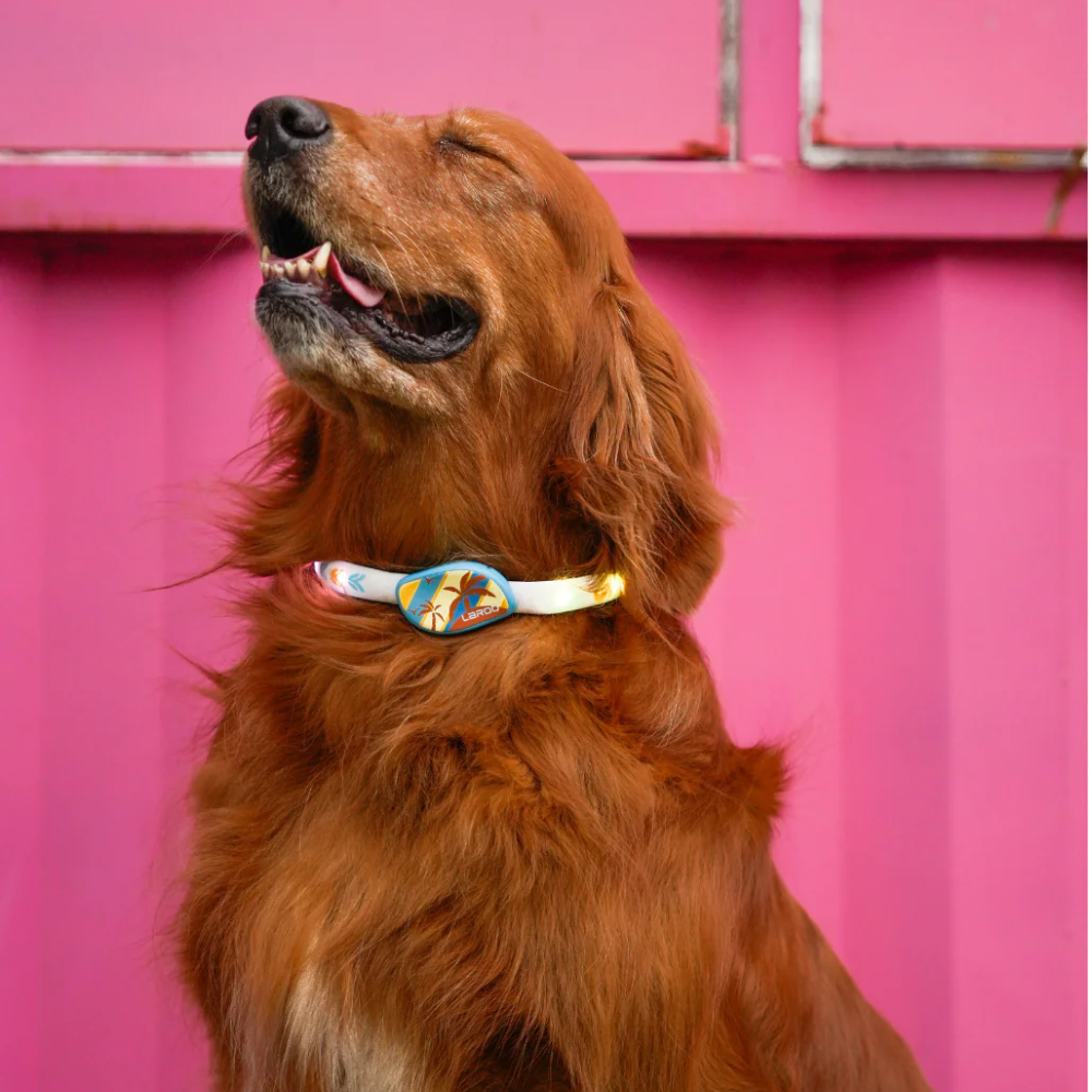 LED Collar Barkcation Ring - Yellow