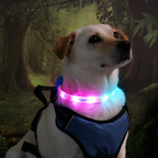 LED Collar Barkcation Ring - Yellow