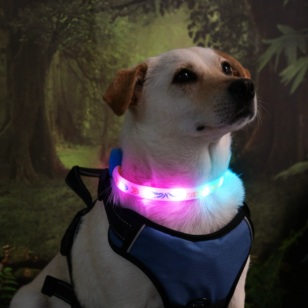LED Collar Barkcation Ring - Blue
