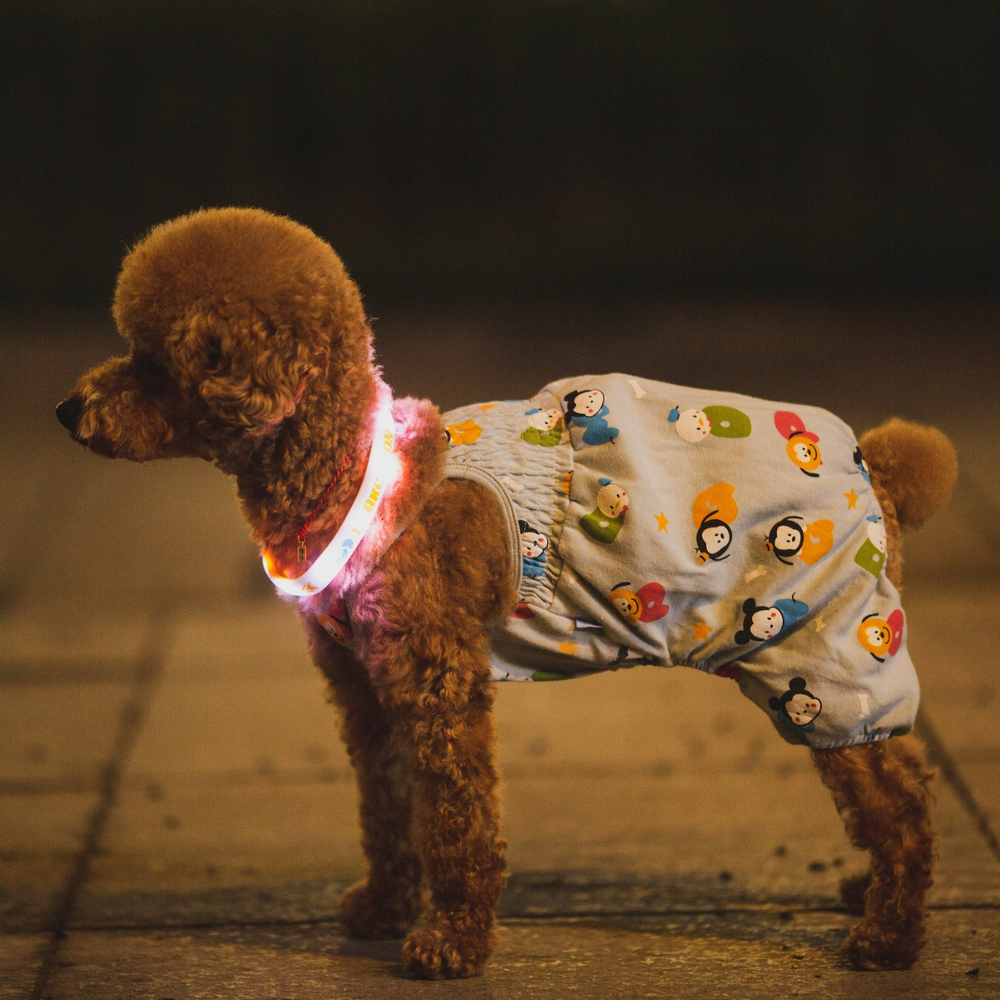 LED Collar Barkcation Ring - Blue