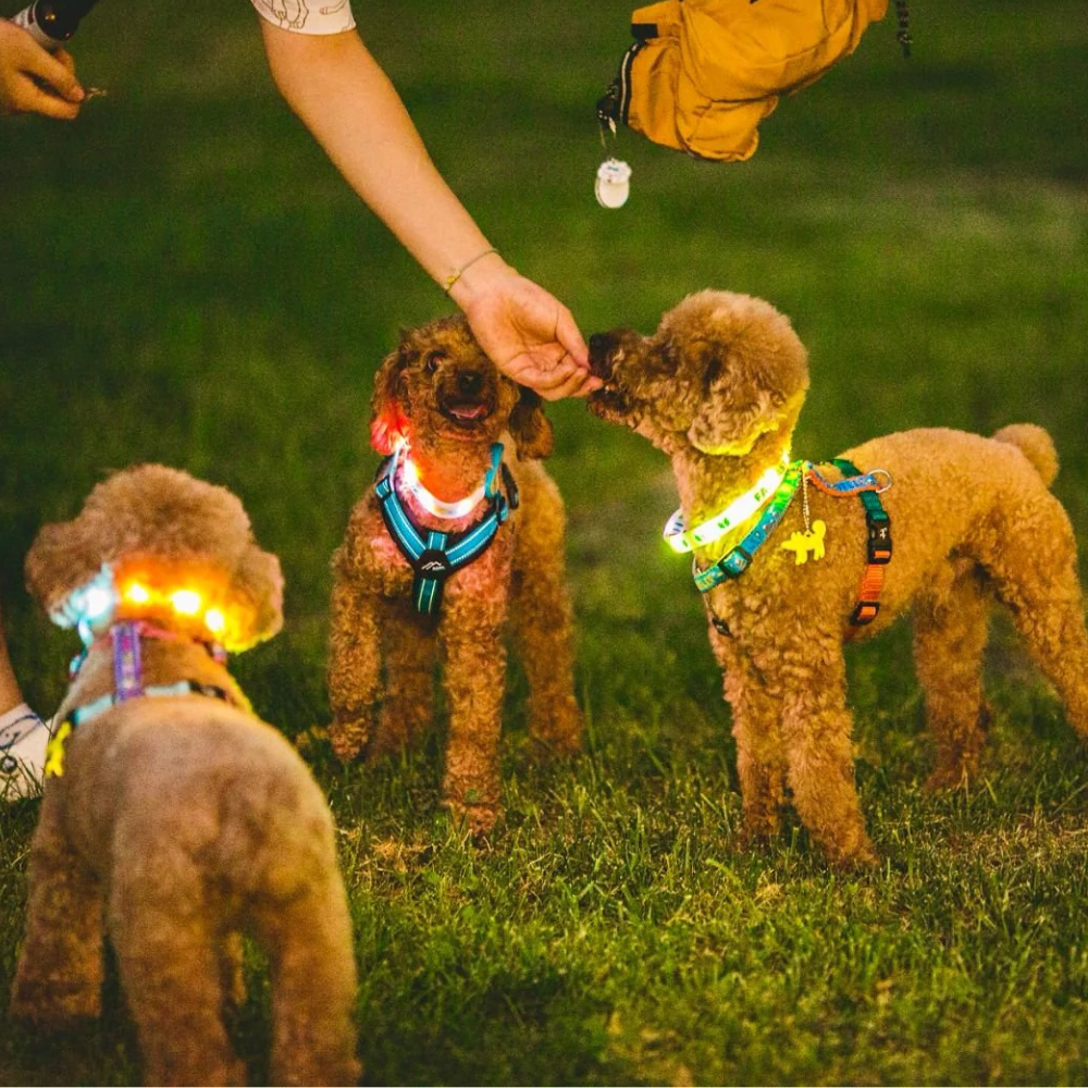 LED collar - Forest Ring - Green
