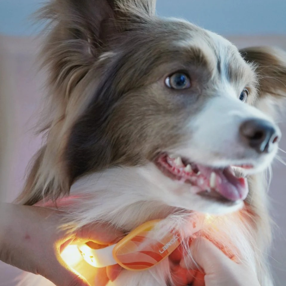 LED collar - Forest Ring - Orange