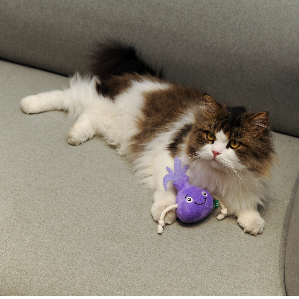 Onion Cat