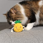 Pineapple Cat