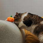 Pumpkin Cat
