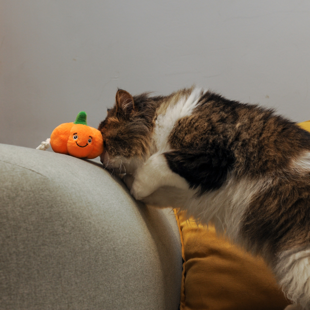 Pumpkin Cat