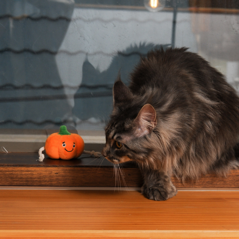 Pumpkin Cat