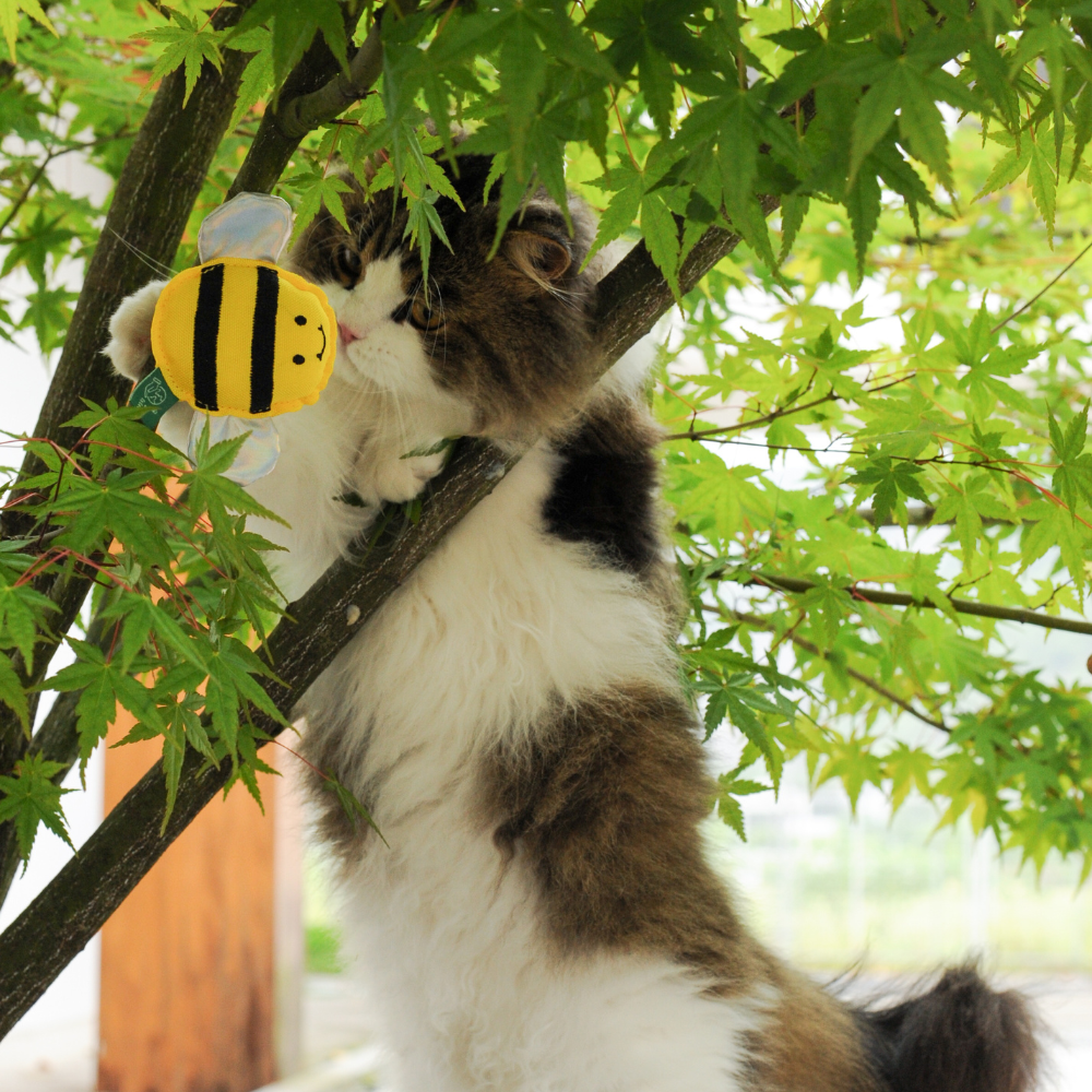 RPET Bee
