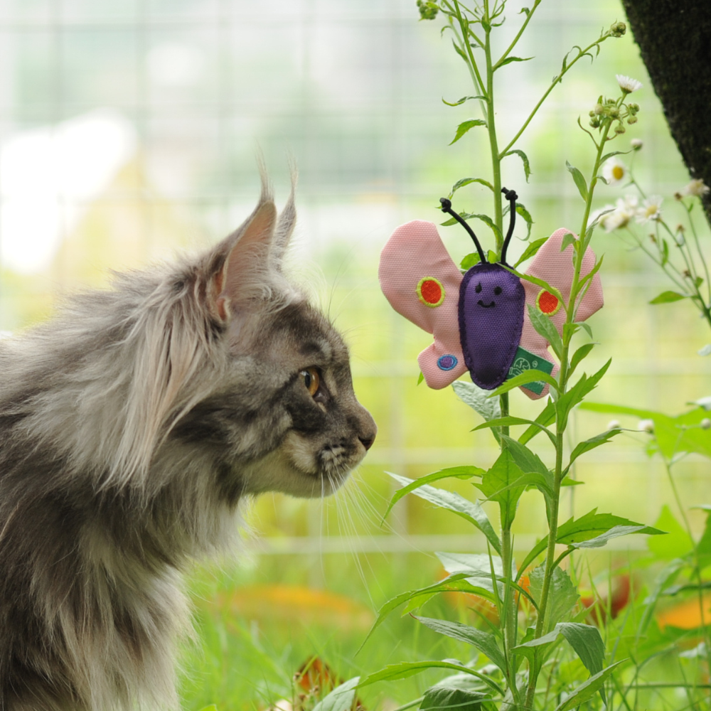 RPET Butterfly
