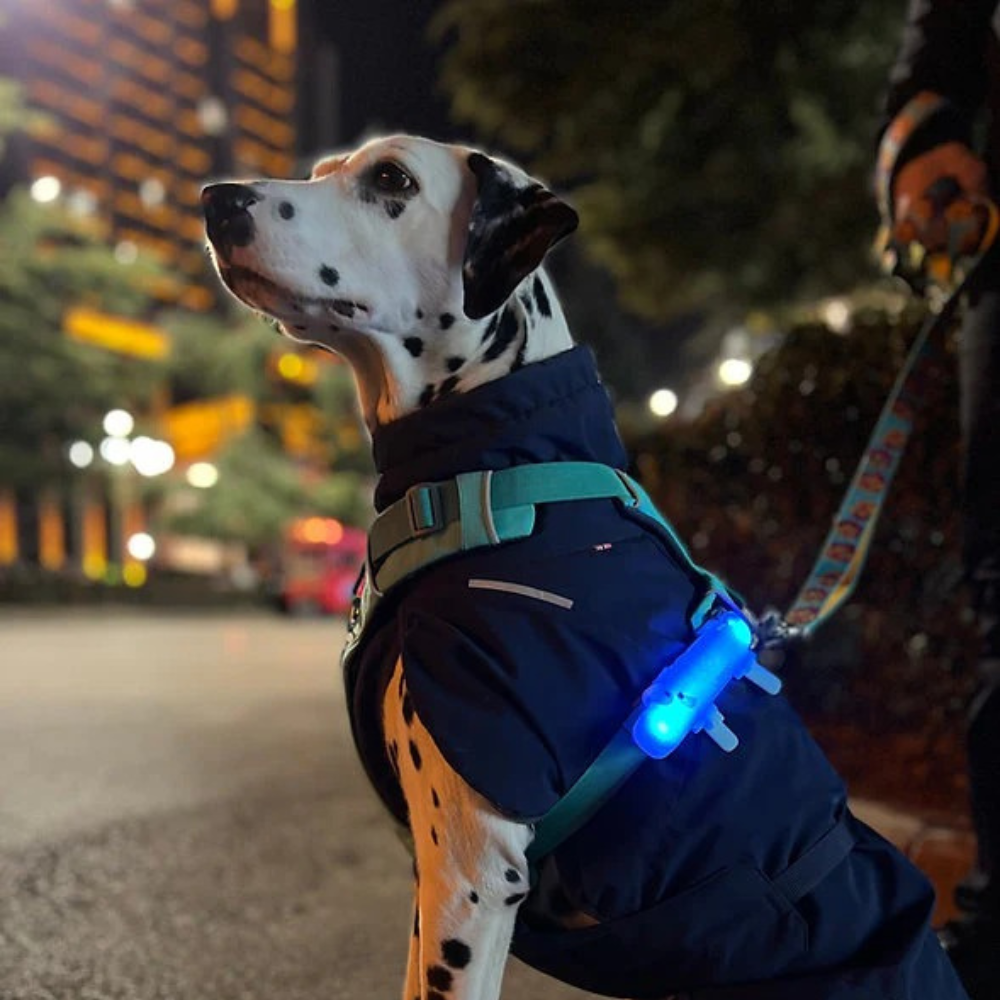 Schnappi LED Light Band - Blue