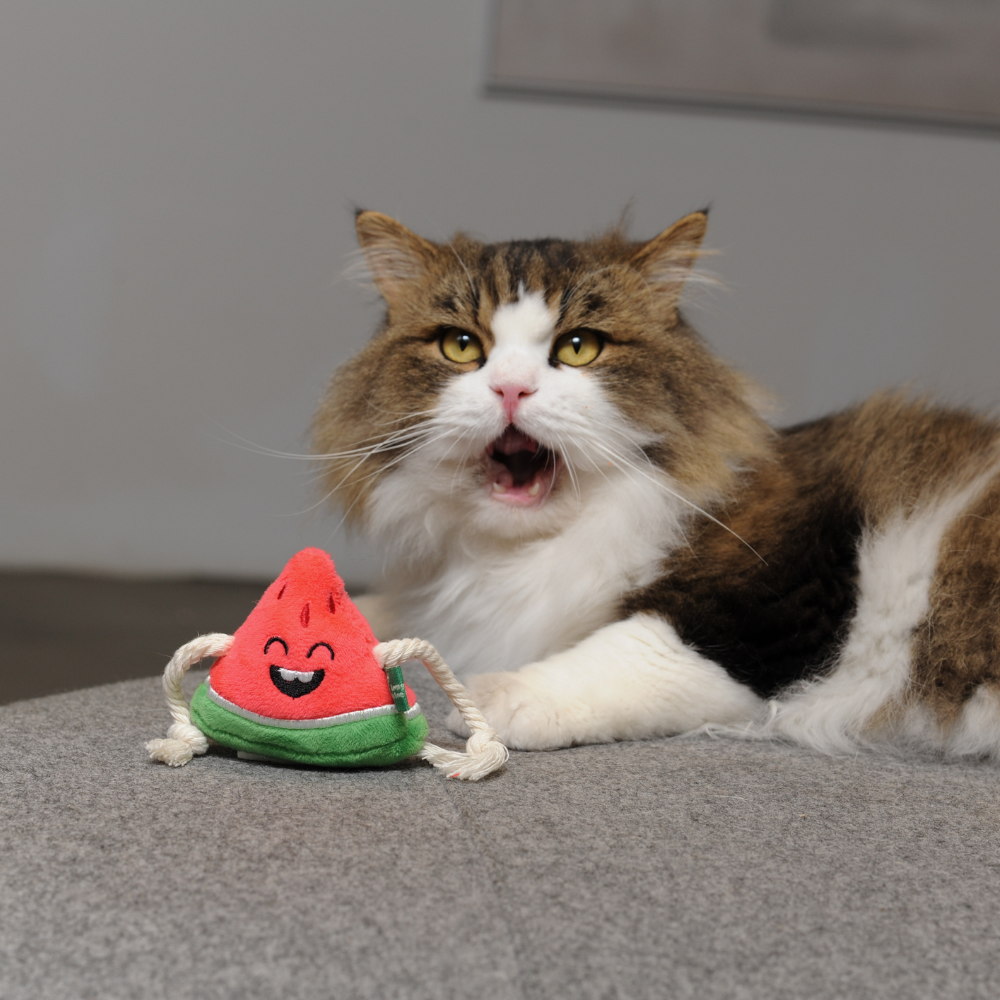 Watermelon Cat