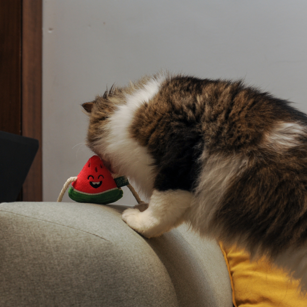 Watermelon Cat