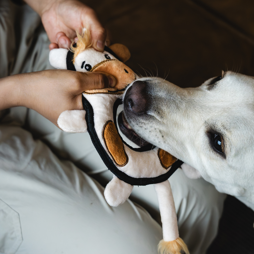 Cow - M