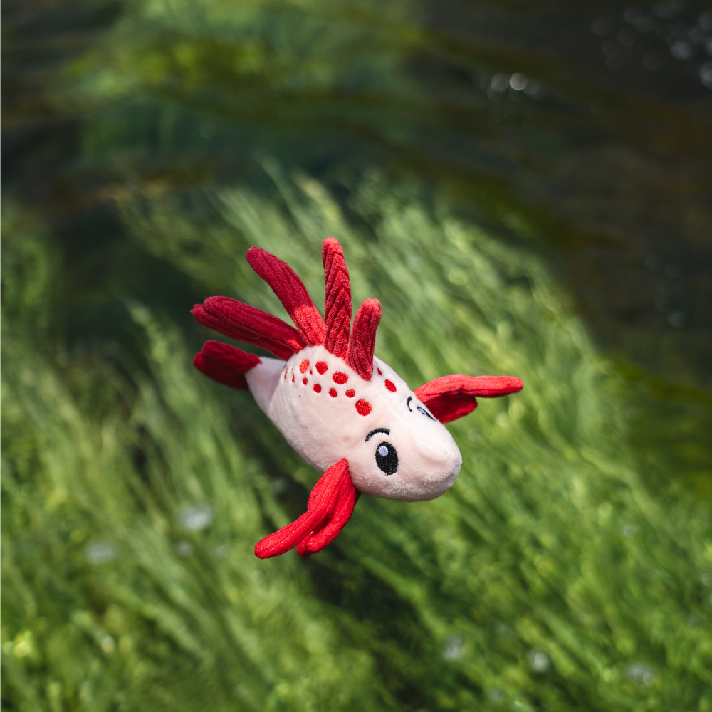 Lionfish - XS