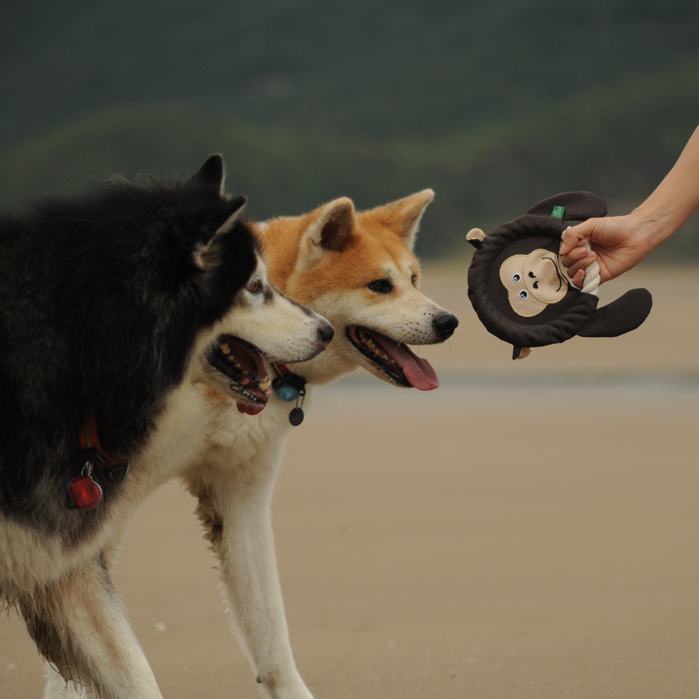 Frisbee Monkey