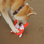 Frisbee Fox
