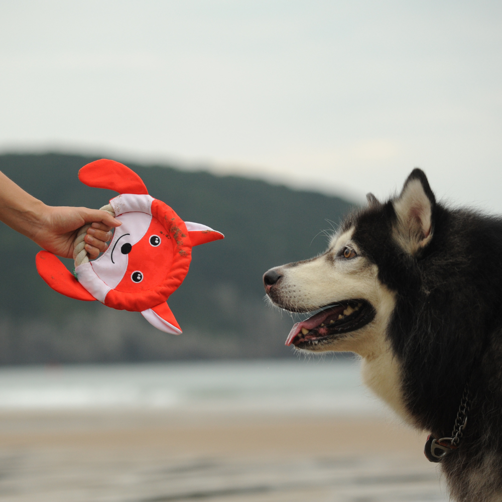 Frisbee Fox