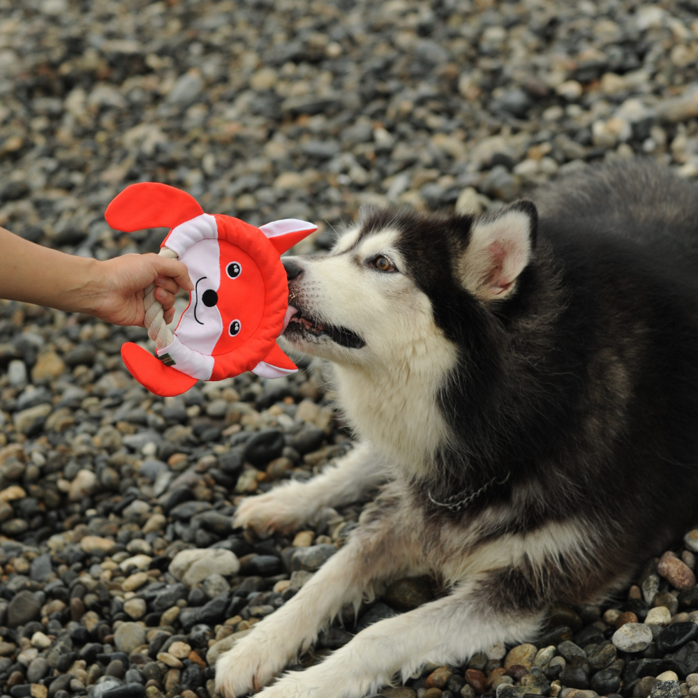 Frisbee Fox