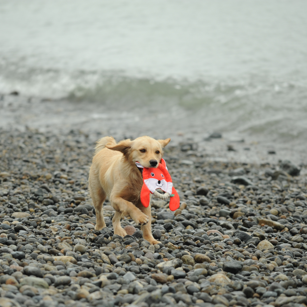 Frisbee Fox