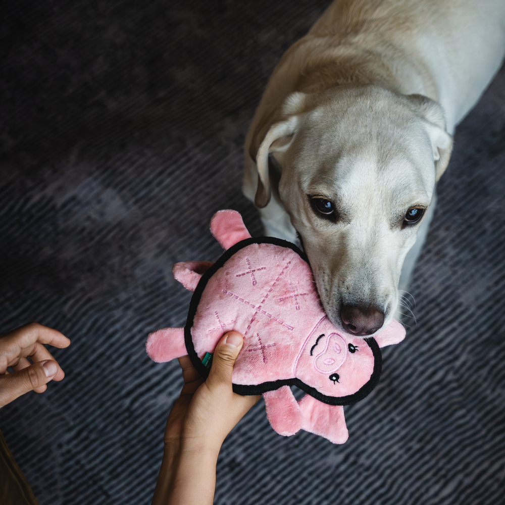 Pig - M