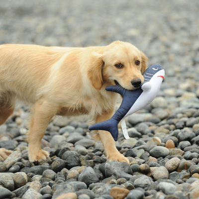 Shark - M